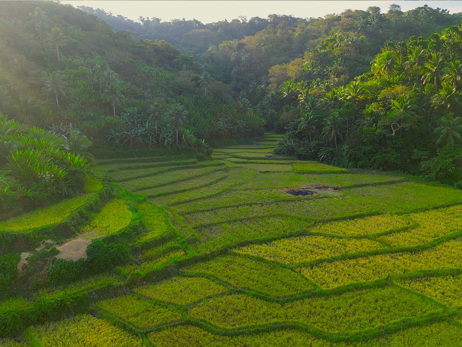 Catanduanes ricefield