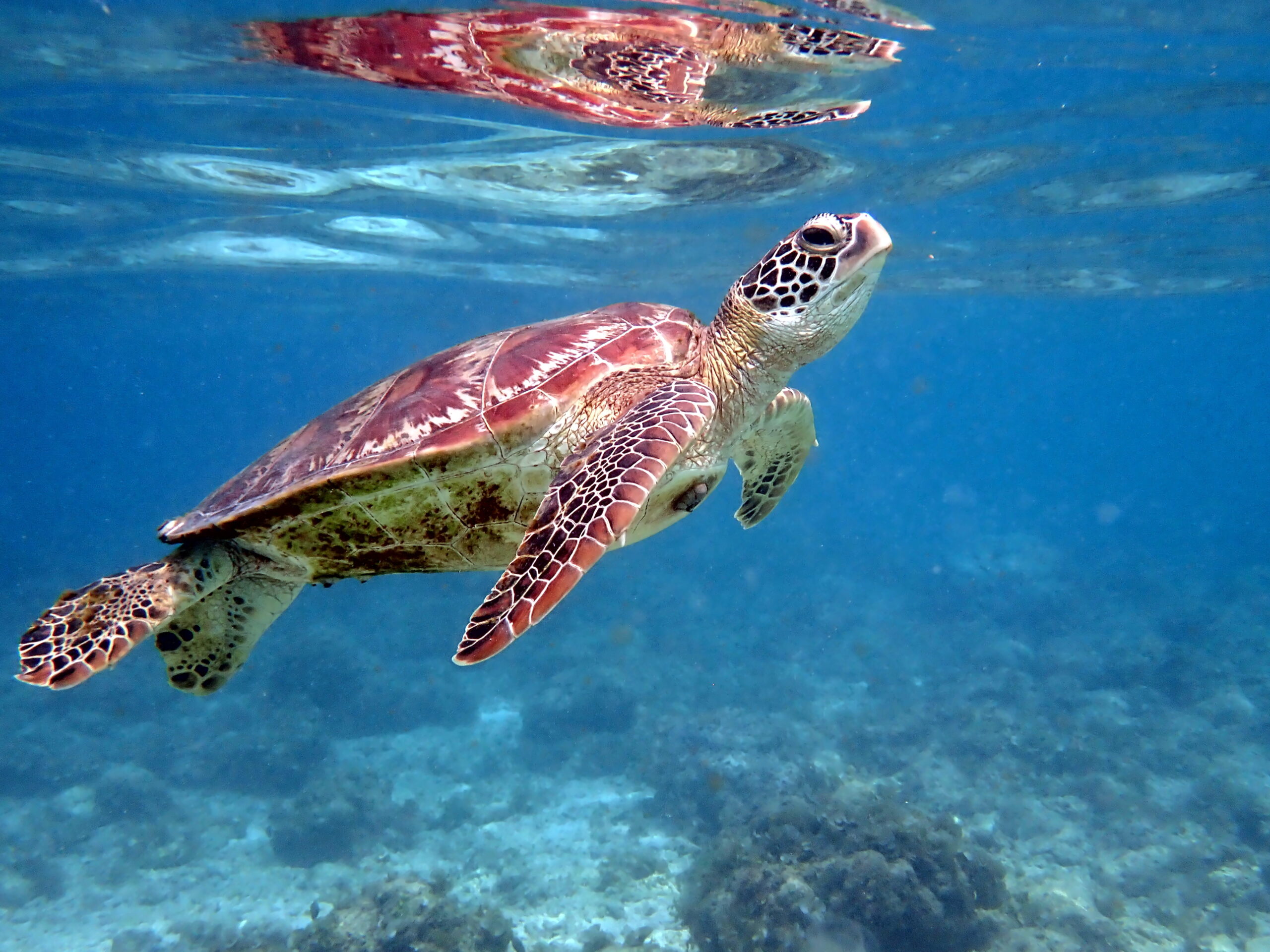 sea turtle in the coast near waters at Moalboal