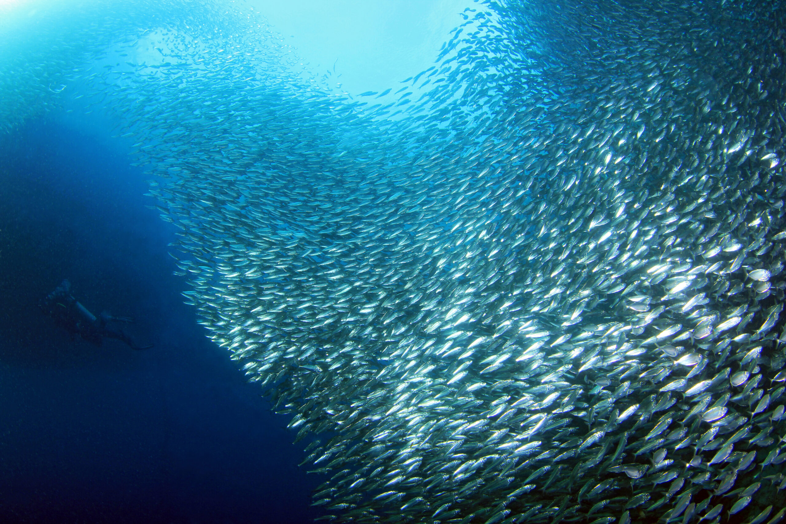 Sardine Run