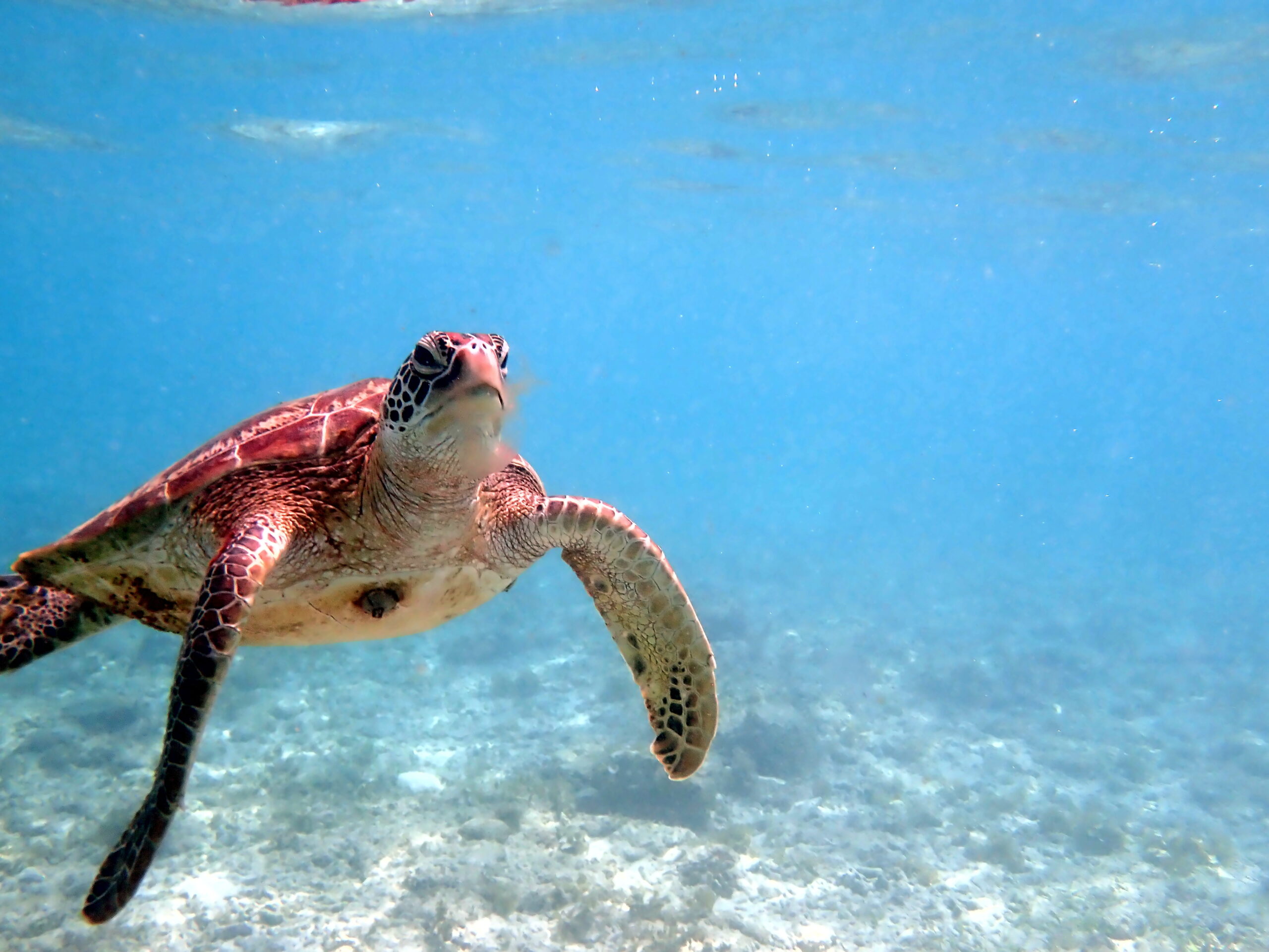 Sea turtle in the coast near waters at Moalboal