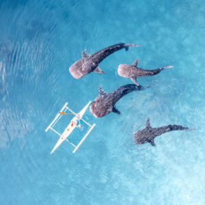 3 Days in Cebu – Cultural Highlights, Nature & Marine Life