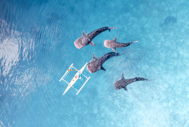 3 Days in Cebu – Cultural Highlights, Nature & Marine Life