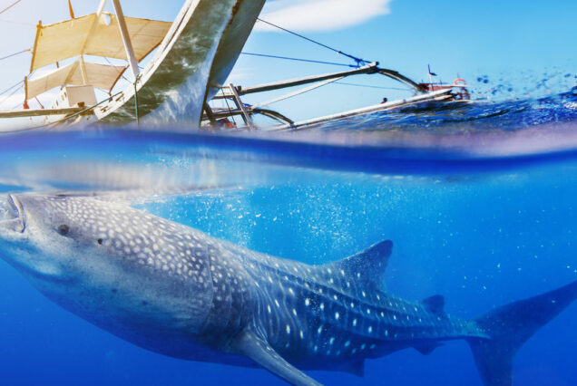 Oslob Day Tour – Whale Sharks, Waterfalls & Simala Shrine