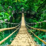Forest with a bridge and tropical environment