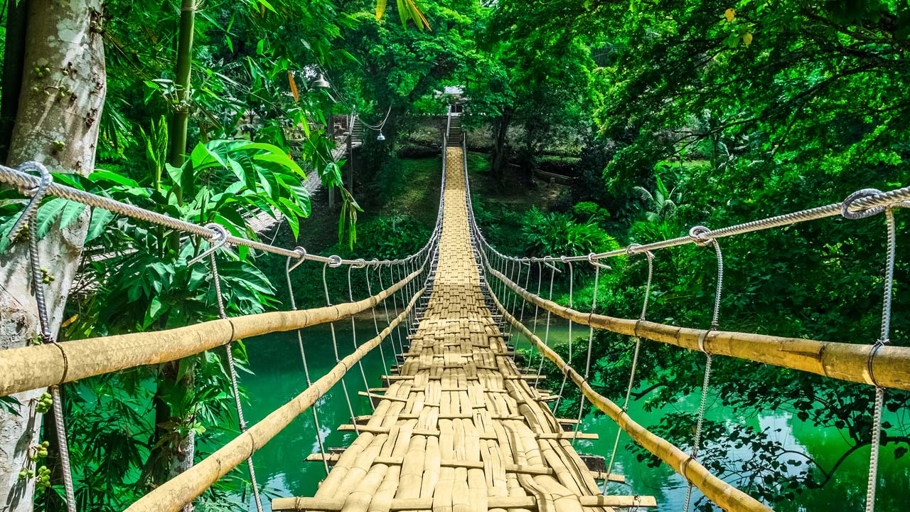 Forest with a bridge and tropical environment