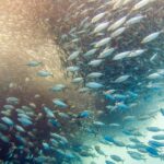 Thousands of sardines swimming underwater during the Moalboal sardine run, Panagsama Beach, Cebu Philippines