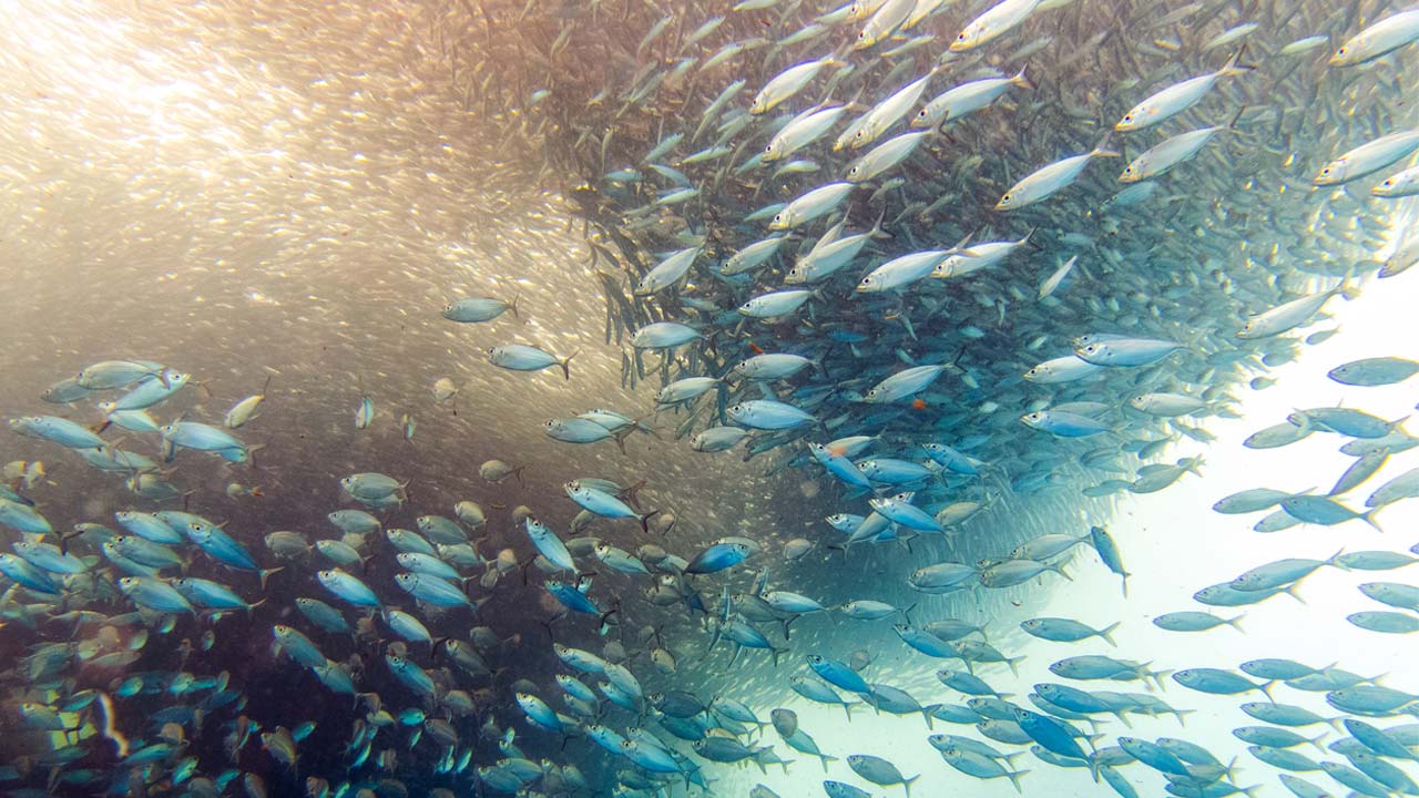 Thousands of sardines swimming underwater during the Moalboal sardine run, Panagsama Beach, Cebu Philippines