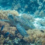 Sea turtle snorkeling at Balicasag Island Bohol Philippines - best Philippines islands for non-surfers