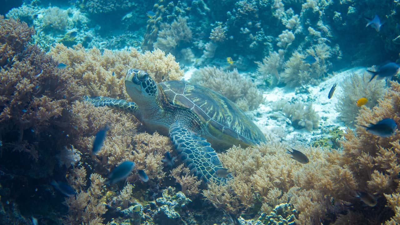 Sea turtle snorkeling at Balicasag Island Bohol Philippines - best Philippines islands for non-surfers